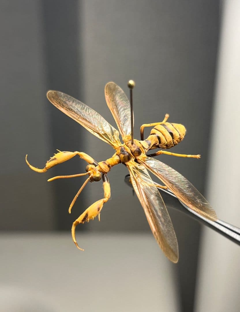 オオイクビカマキリモドキの標本 ハエ カゲロウ かげろう ヘビトンボ 蜻蛉