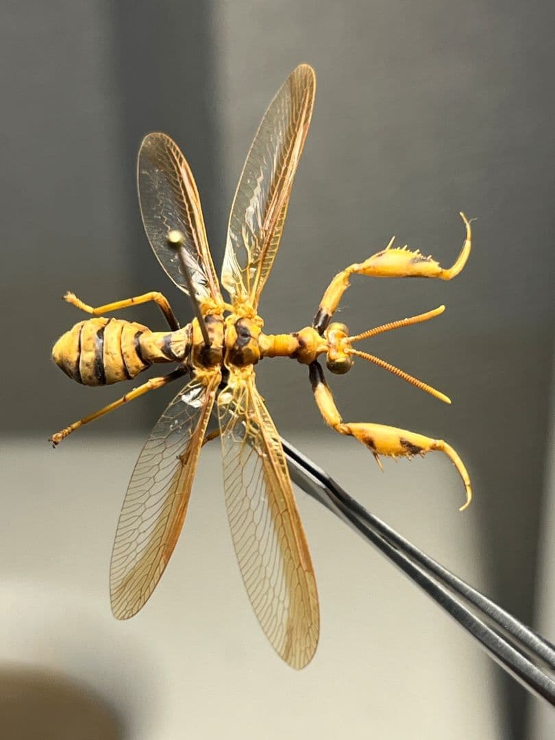 オオイクビカマキリモドキの標本 ハエ カゲロウ かげろう ヘビトンボ 蜻蛉