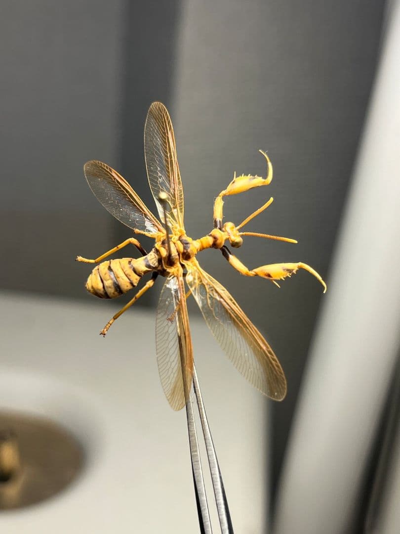 オオイクビカマキリモドキの標本 ハエ カゲロウ かげろう ヘビトンボ 蜻蛉