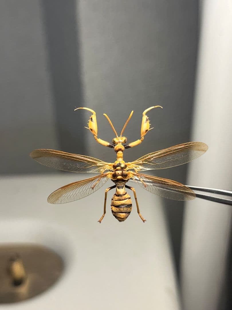 オオイクビカマキリモドキの標本 ハエ カゲロウ かげろう ヘビトンボ 蜻蛉