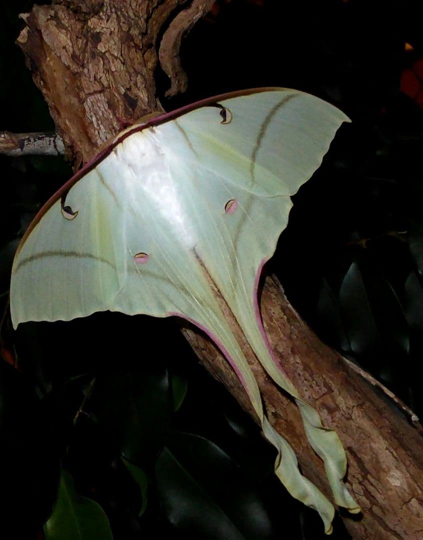 Actias rhodopneuma ♀