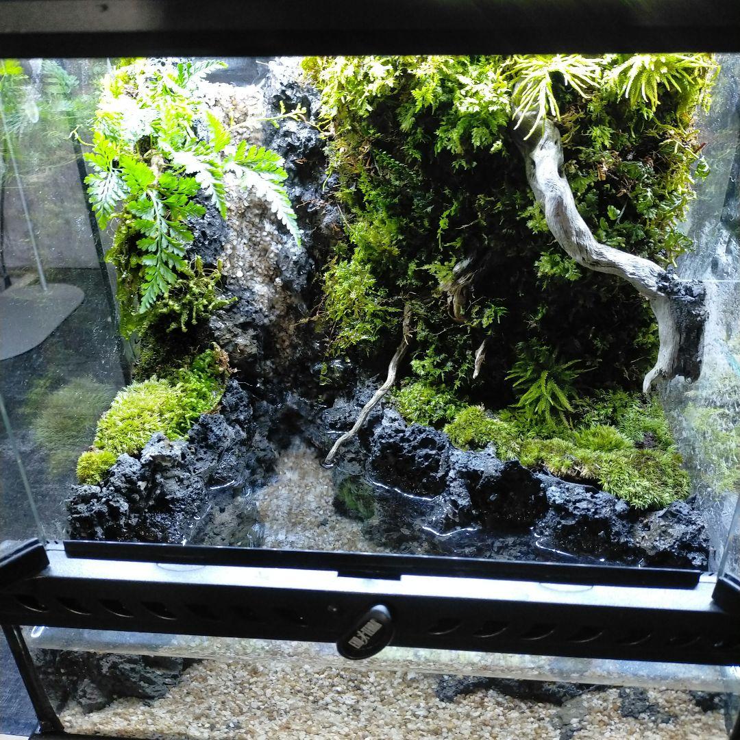 滝の流れるイモリウム　アクアテラリウム京さん