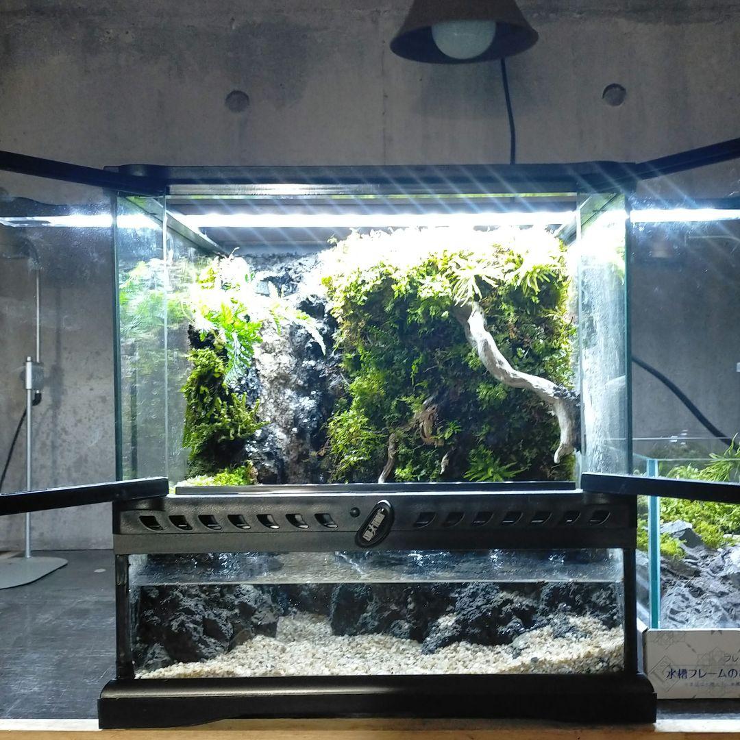 滝の流れるイモリウム　アクアテラリウム京さん