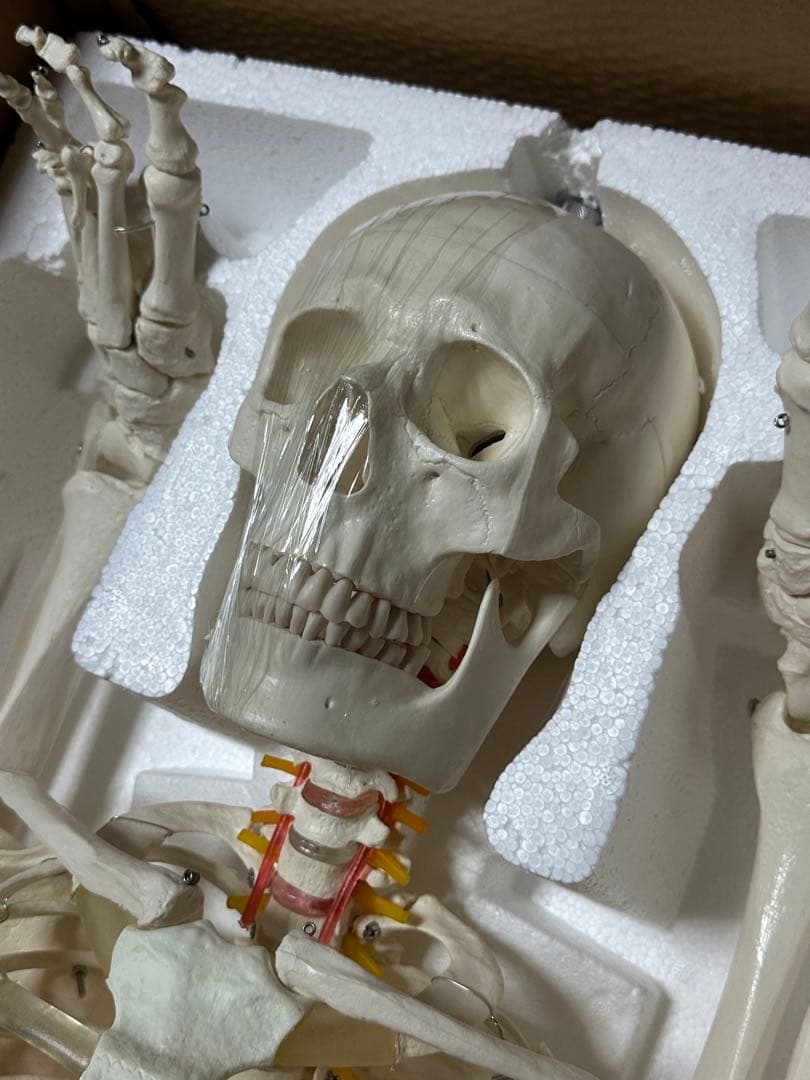 人体模型　180センチ　ガイコツ　ラスト一点です