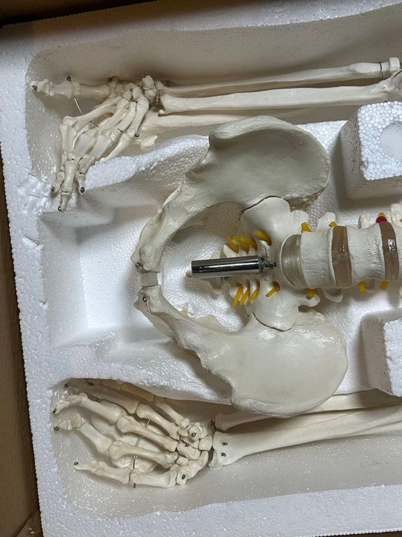 人体模型　180センチ　ガイコツ　ラスト一点です