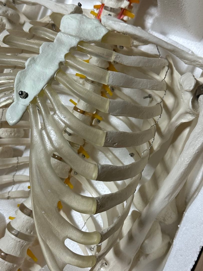 人体模型　180センチ　ガイコツ　ラスト一点です