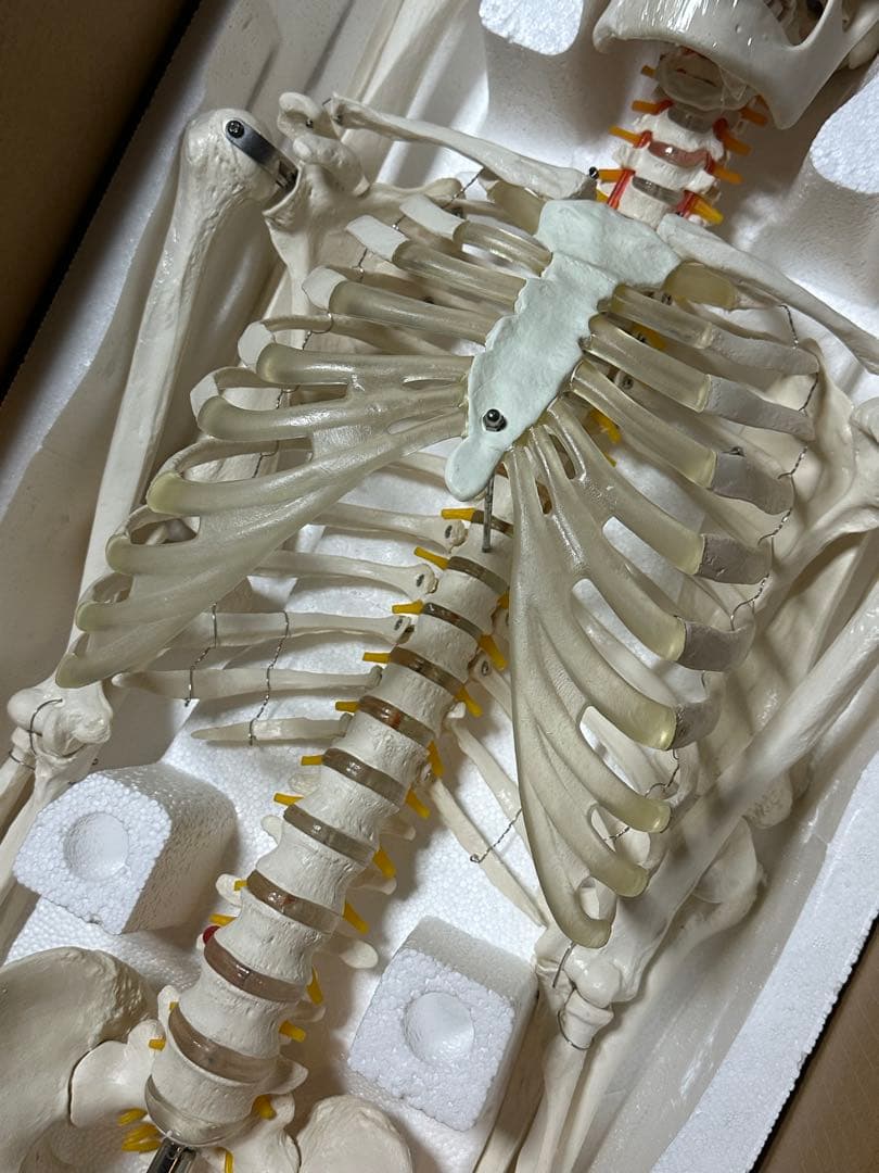 人体模型　180センチ　ガイコツ　ラスト一点です