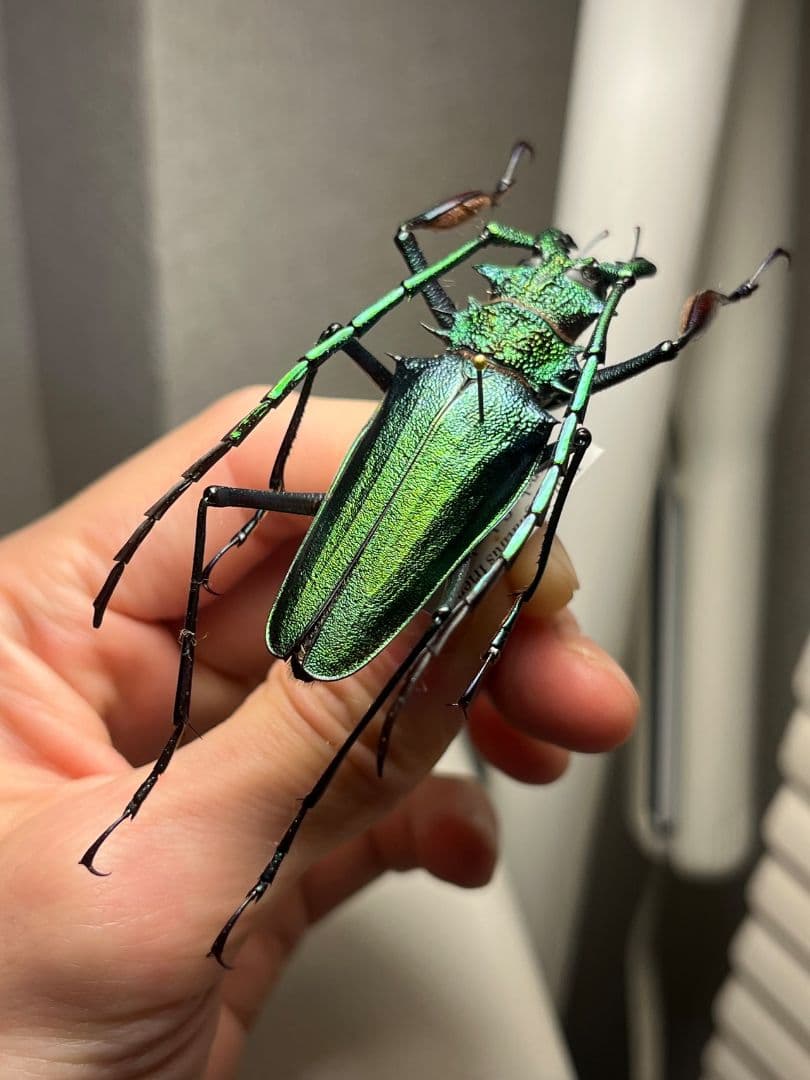 【極美GREEN】ルリオニカミキリ ムラサキオニノコギリカミキリ 昆虫標本