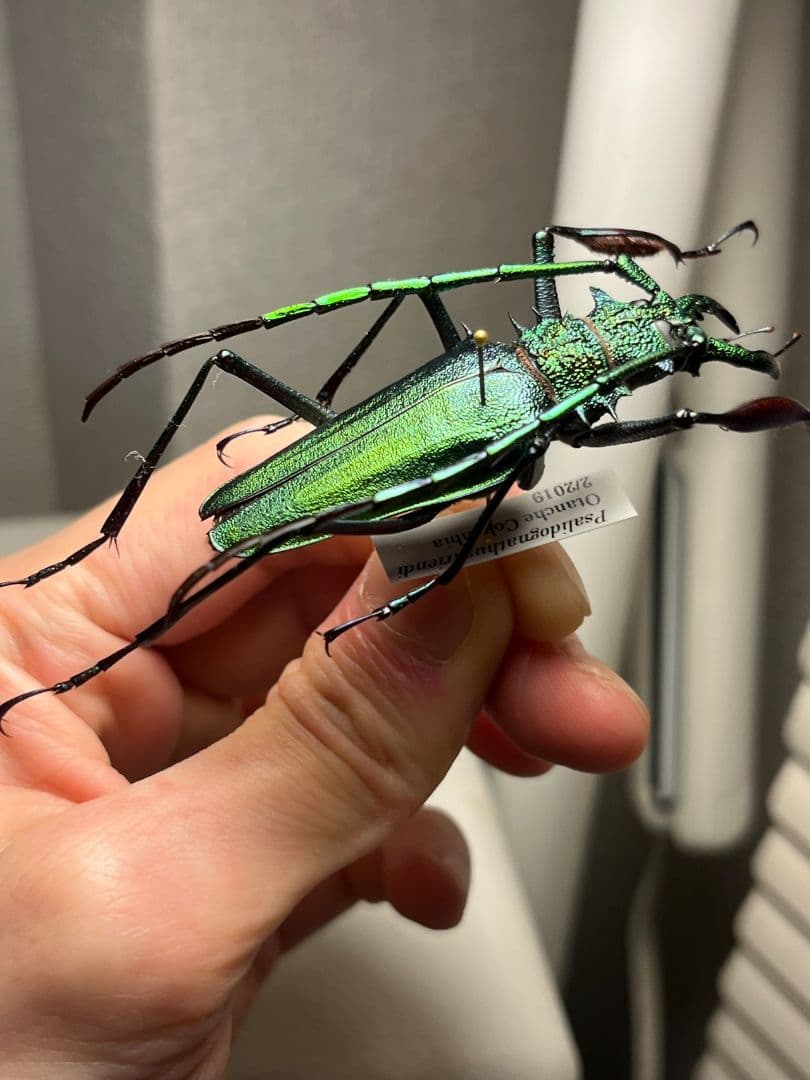 【極美GREEN】ルリオニカミキリ ムラサキオニノコギリカミキリ 昆虫標本