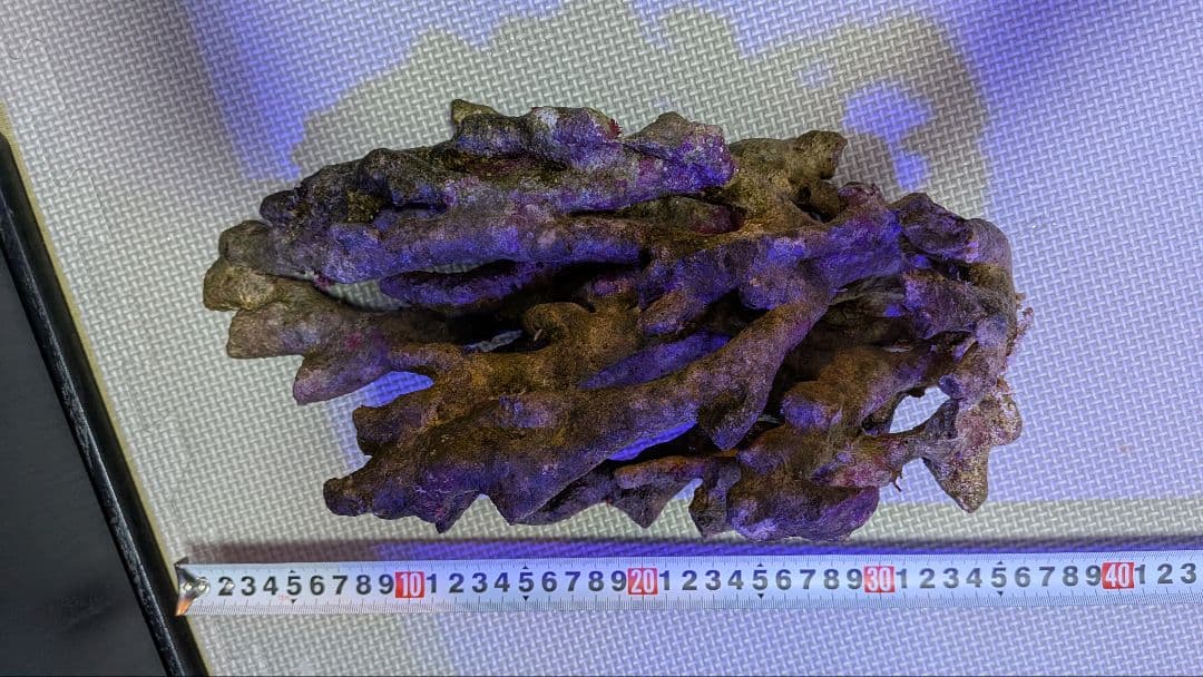 天然ライブロック　枝塊〜