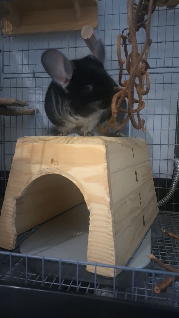 木製隠れ家型ケージ かじり木付き