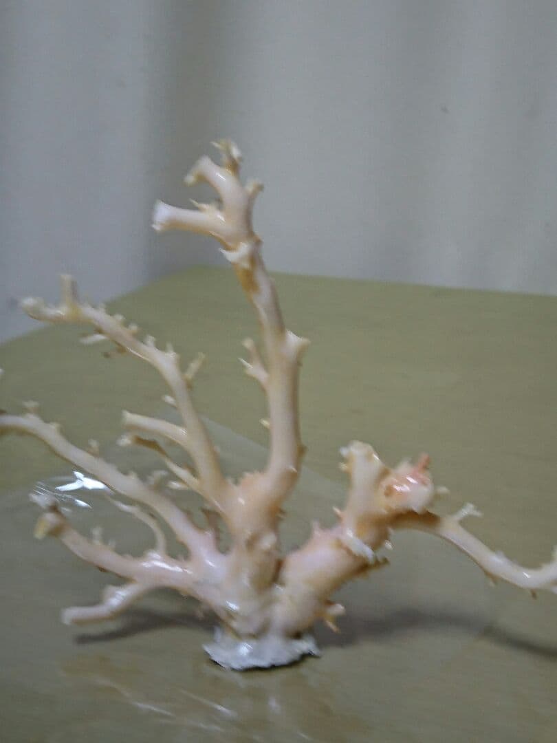 シルキー珊瑚(本物)