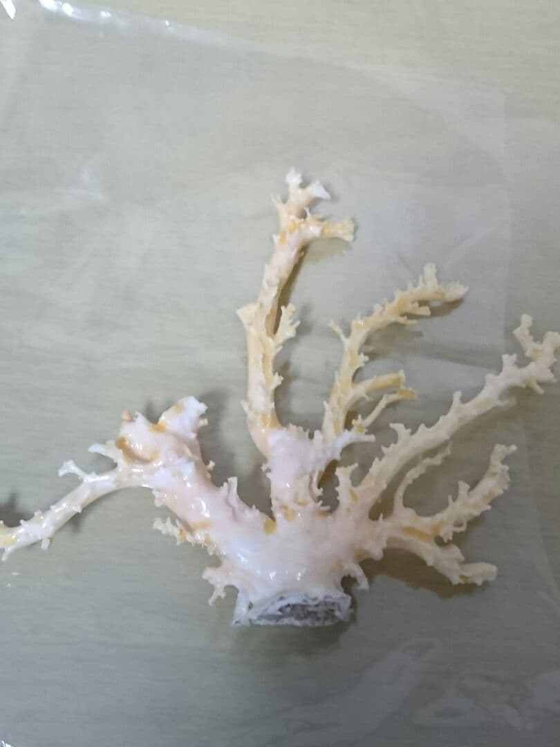 シルキー珊瑚(本物)