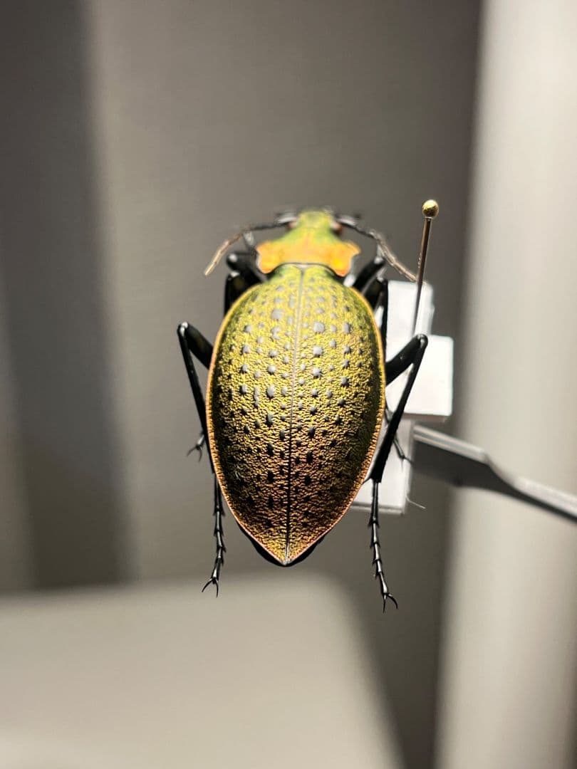 【極美個体】チョウセンカブリモドキ オサムシ標本 オサムシ マイマイカブリ