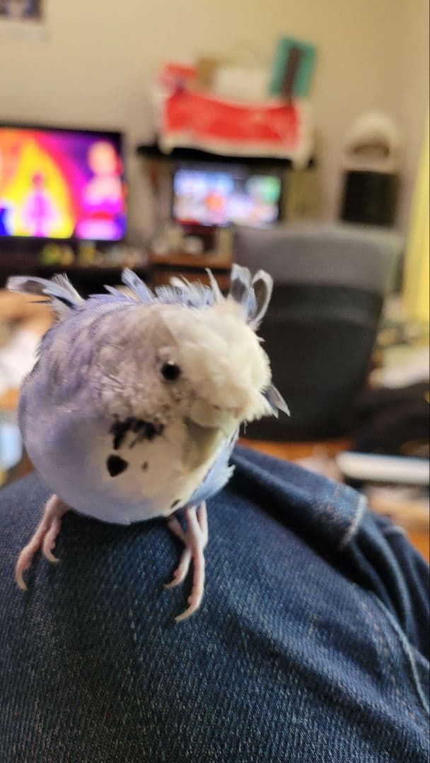 かわいいアクアちゃん