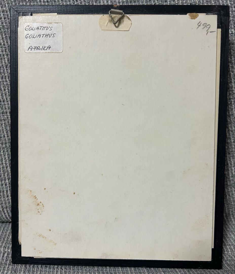 ゴライアスオオツノハナムグリ標本