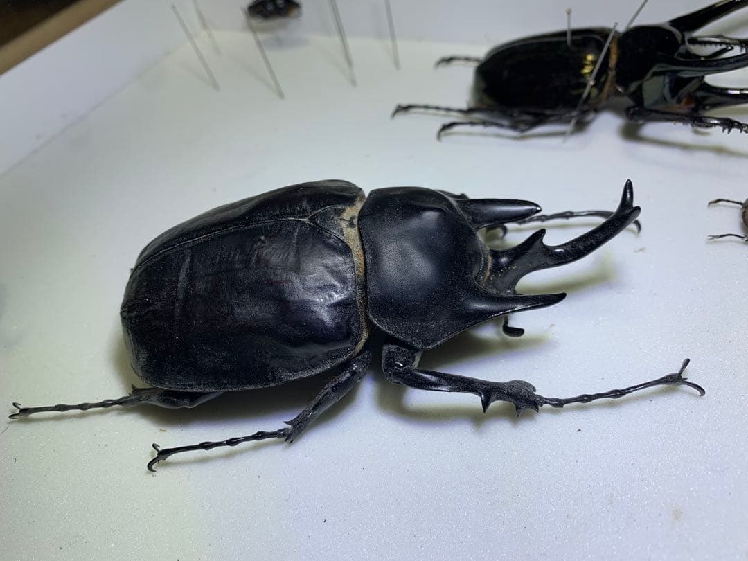 アクティオンゾウカブト　♂2頭　標本