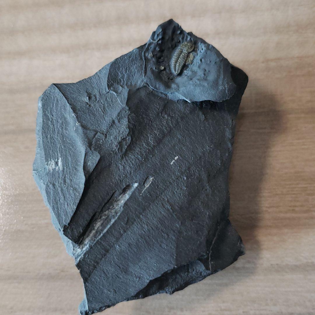 三葉虫　極上個体　足多数保存のトリアルトルス