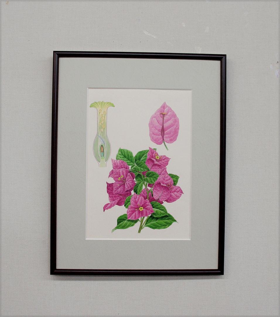 【絵画】ボタニカルアート「ブーゲンビレア」　原画