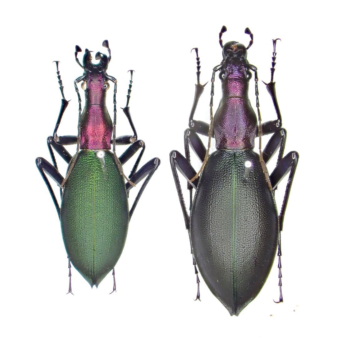 昆虫標本　超美麗個体厳選キタカブリ標本ペアセット　マイマイカブリ東北地方北部亜種