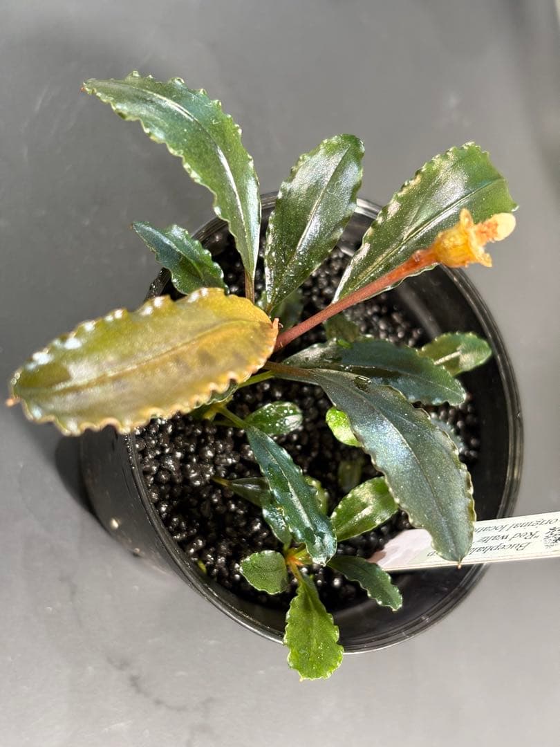Bucephalandra sp.Red walts ブセファランドラ