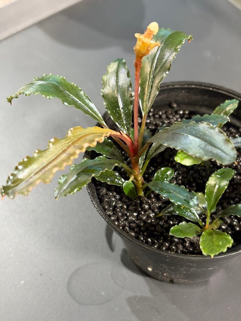 Bucephalandra sp.Red walts ブセファランドラ