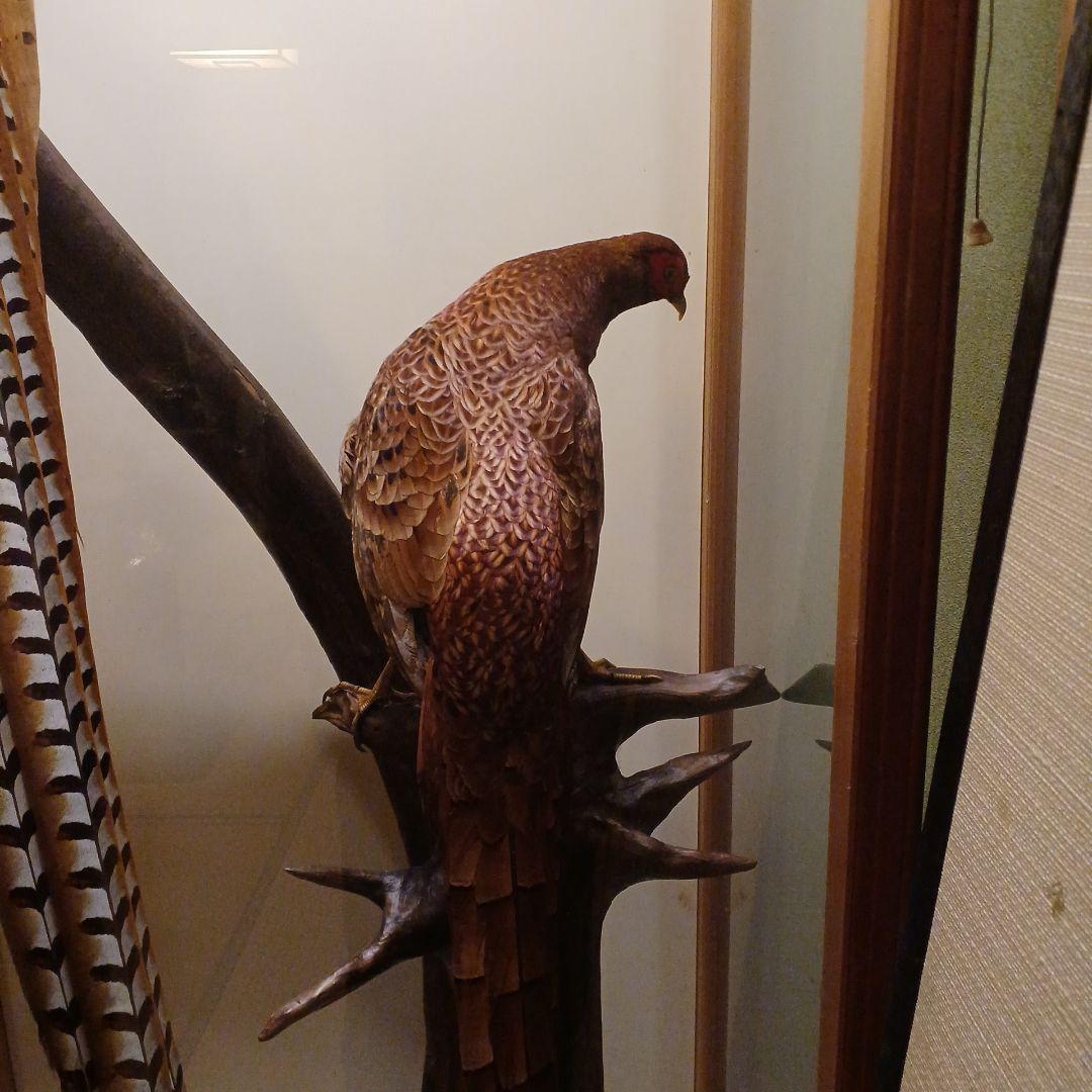 剥製ケース付き