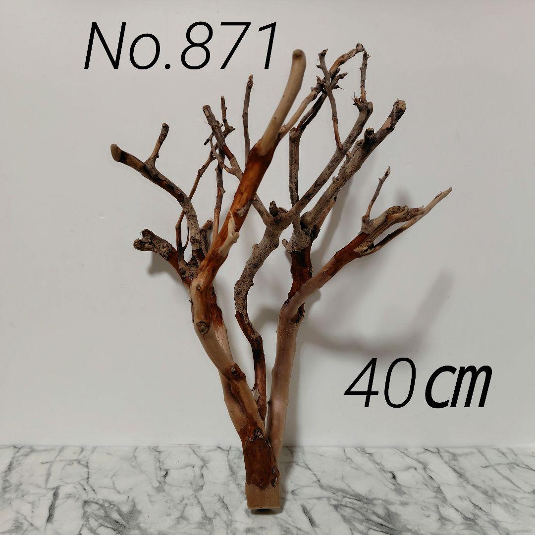 アク抜き済み流木【871】セール