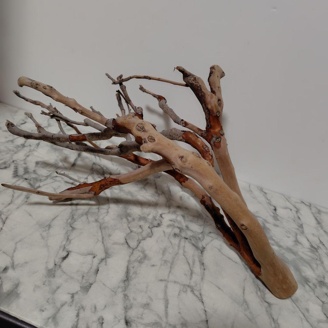 アク抜き済み流木【871】セール