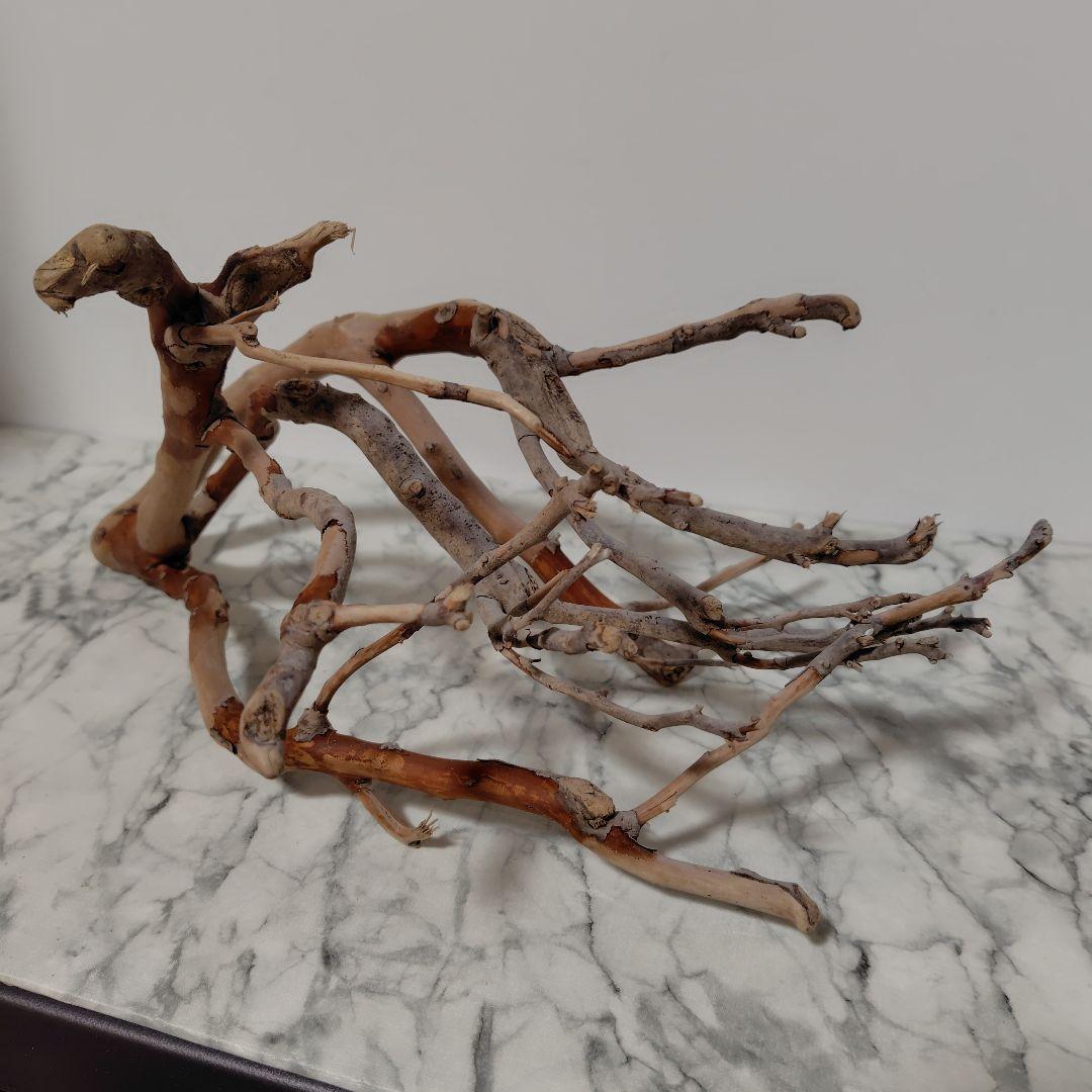 アク抜き済み流木【871】セール