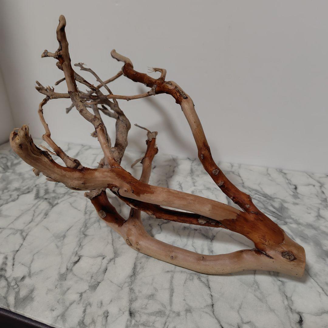 アク抜き済み流木【871】セール