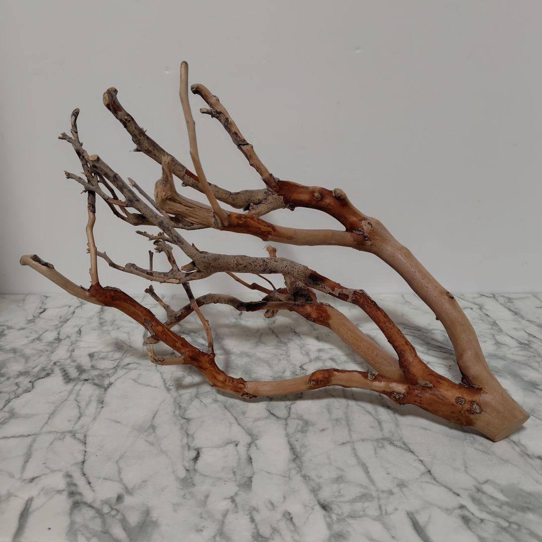 アク抜き済み流木【871】セール