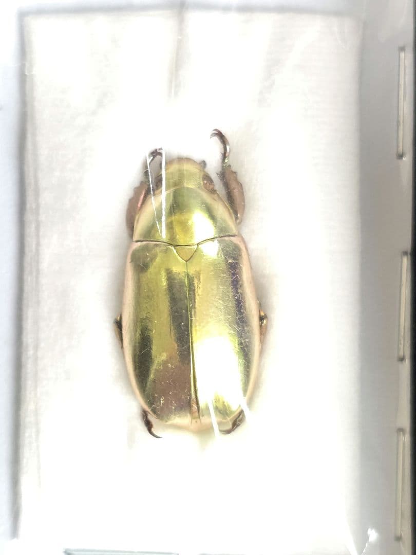 プラチナコガネ８頭ドイツ箱セット