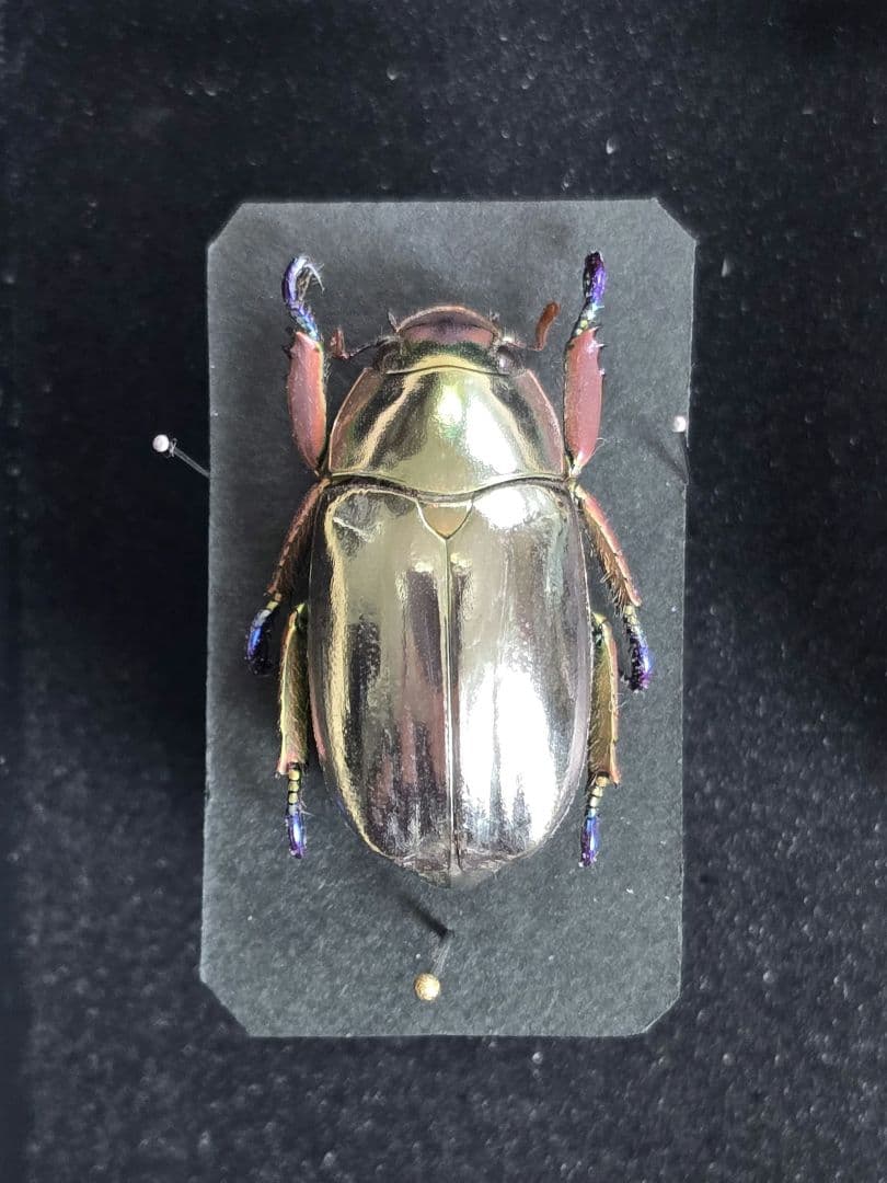 プラチナコガネ８頭ドイツ箱セット