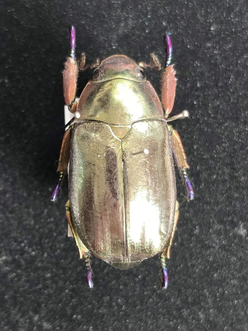 プラチナコガネ８頭ドイツ箱セット