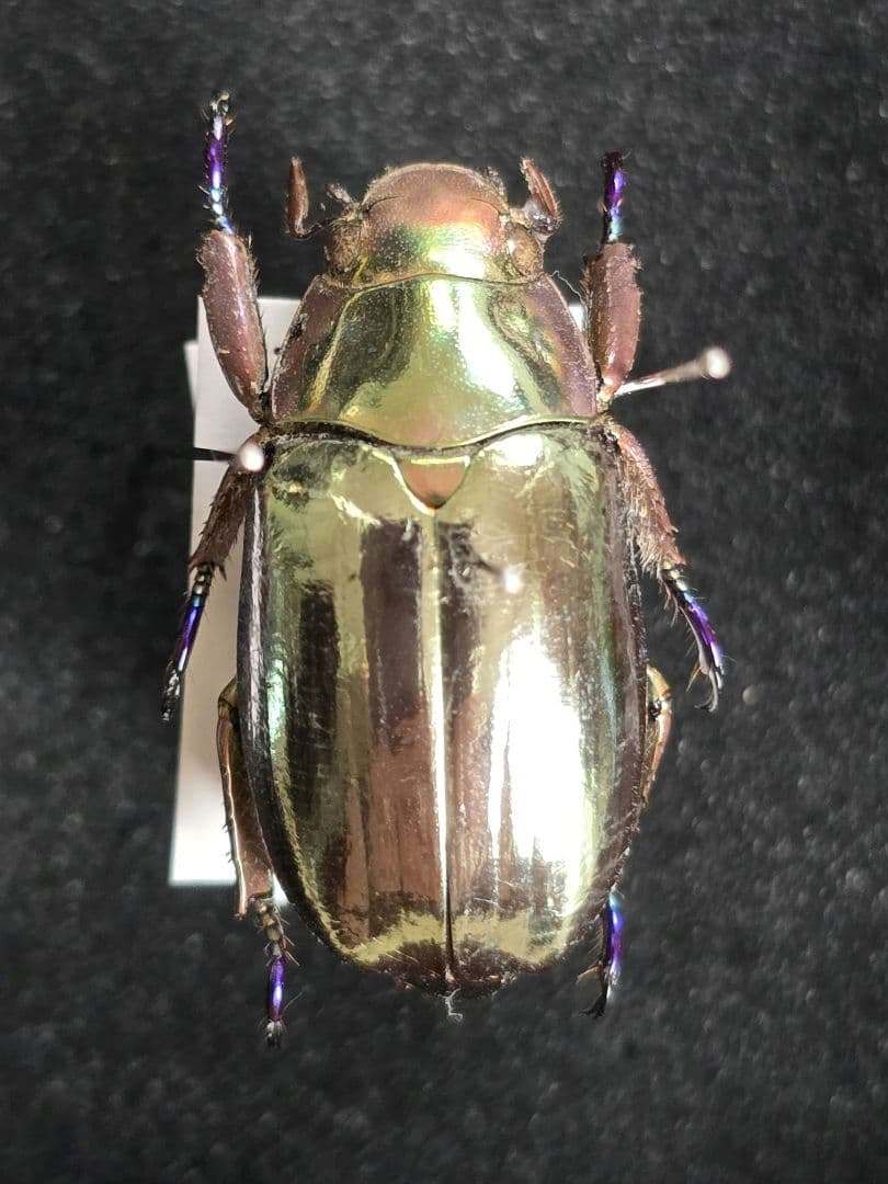 プラチナコガネ８頭ドイツ箱セット