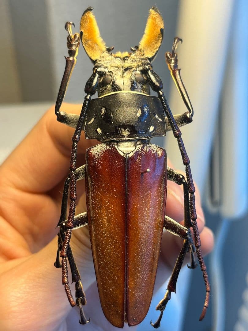 【85mm】アラゲオオウスバカミキリ 甲虫昆虫標本タランチュラムカデサソリ