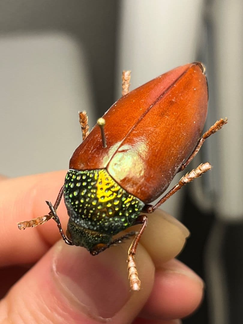 【年代物】チャイロフトタマムシ フトタマムシ スハンダエ プラチナコガネ 標本