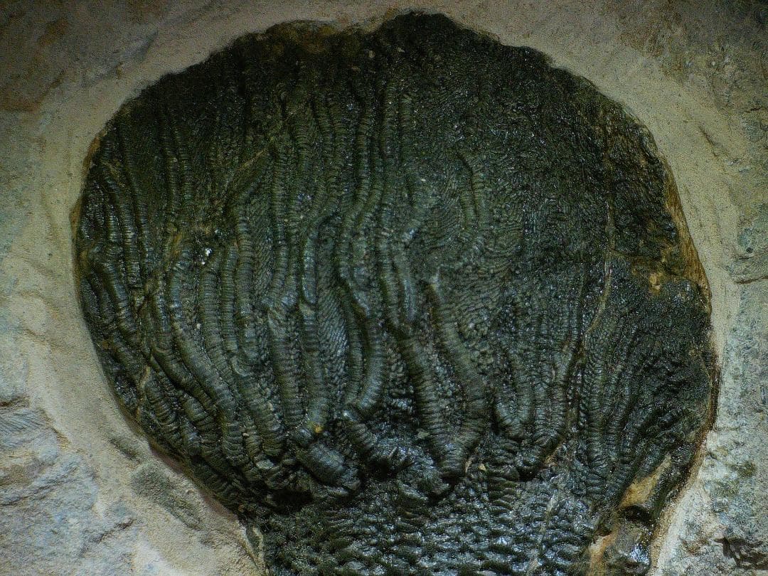 ウミユリ 化石 棘皮動物 重さ682 g 大きさ 約18x16 cm モロッコ産