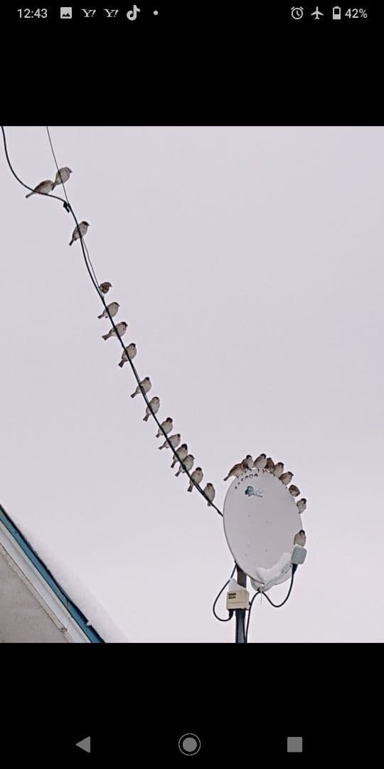 ハル様確認用野鳥のごはん