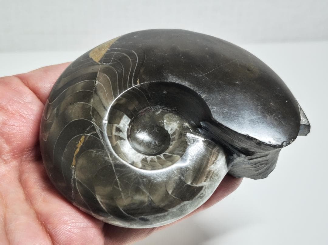 アンモナイト 295g 化石 鑑賞石 原石 自然石 誕生石 鉱石 鉱物 水石