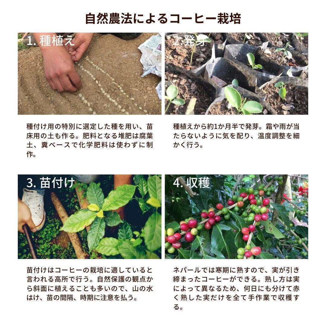 オーガニックコーヒー ダーク フェアトレード 1kg 粉 コーヒー豆 ネパール