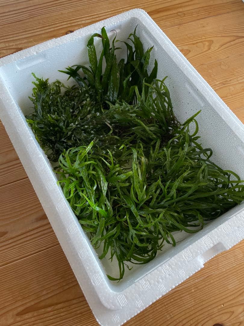 ボルビディスヒュディロティ　ミクロソリウムトライデント　ミクロソリウムナロー