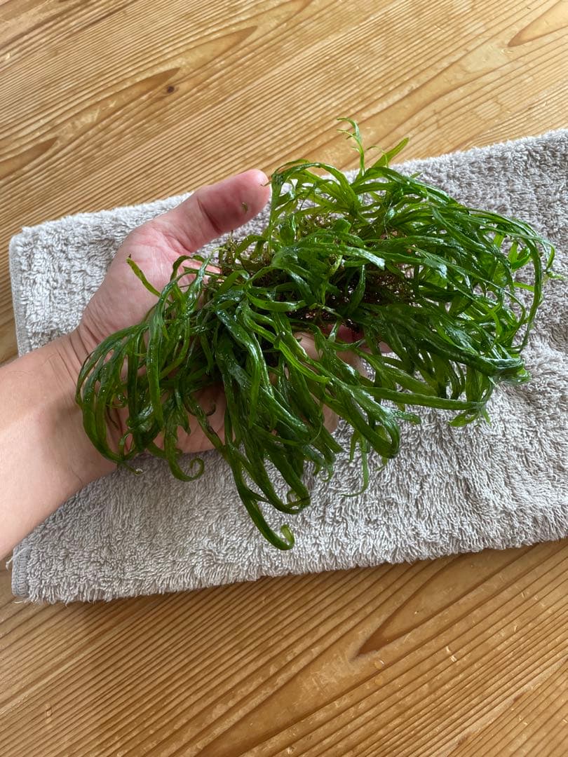 ボルビディスヒュディロティ　ミクロソリウムトライデント　ミクロソリウムナロー