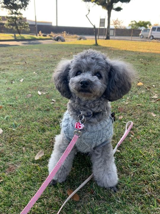 愛犬サンプル写真