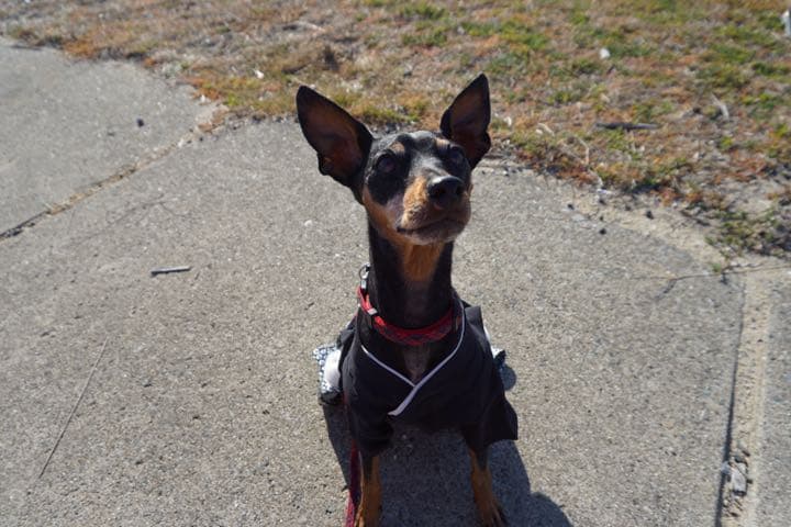 愛犬サンプル写真