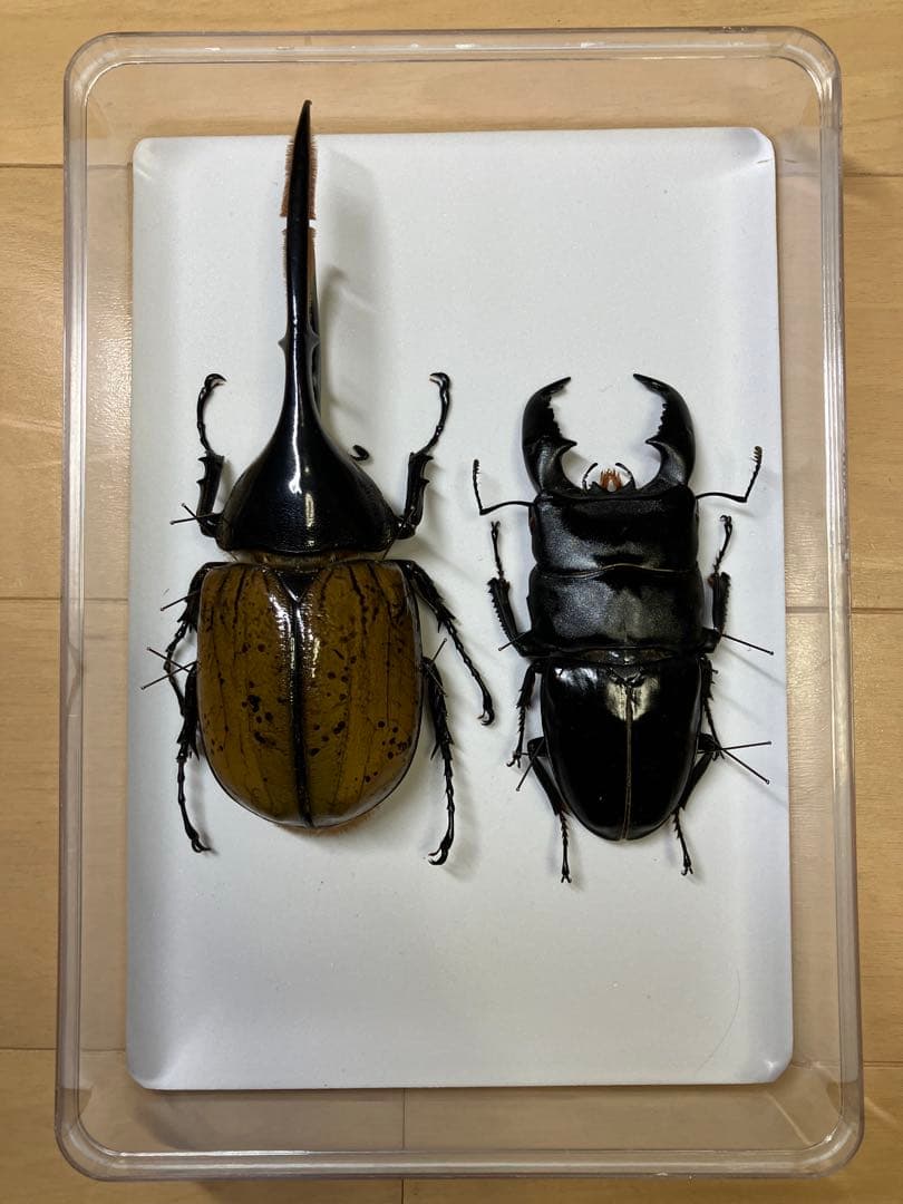 カブトムシ標本 4体セット