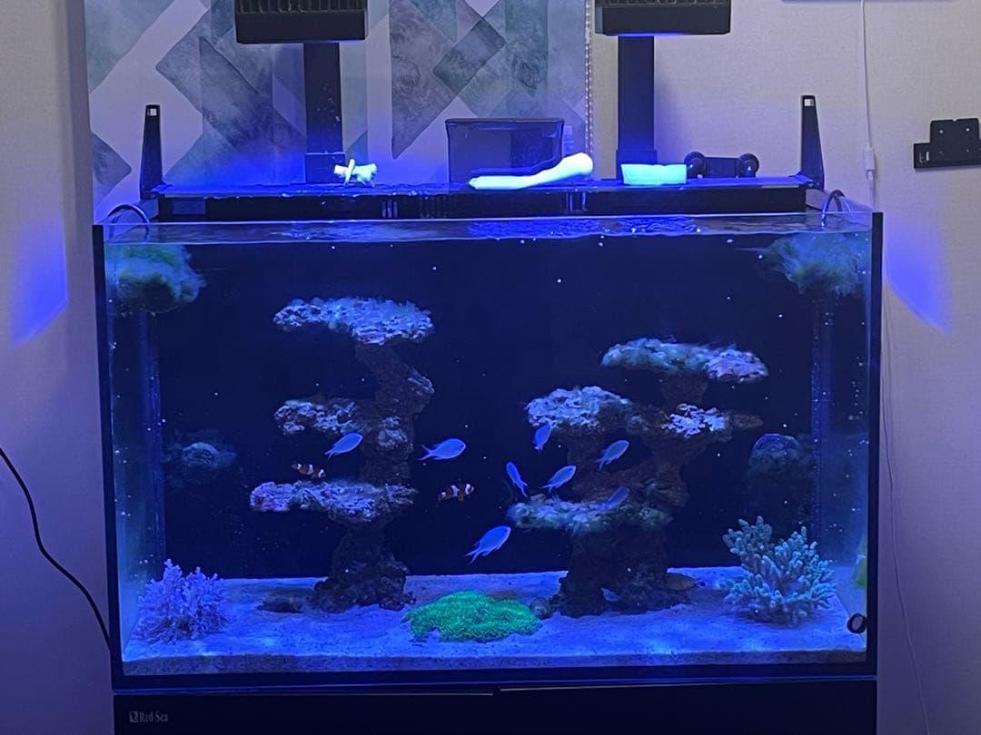 人工ライブロック 2点セット‼️　盆栽型