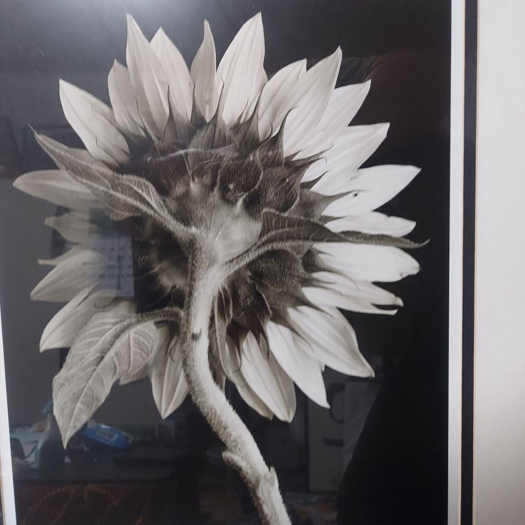 アートフォト作品ひまわり