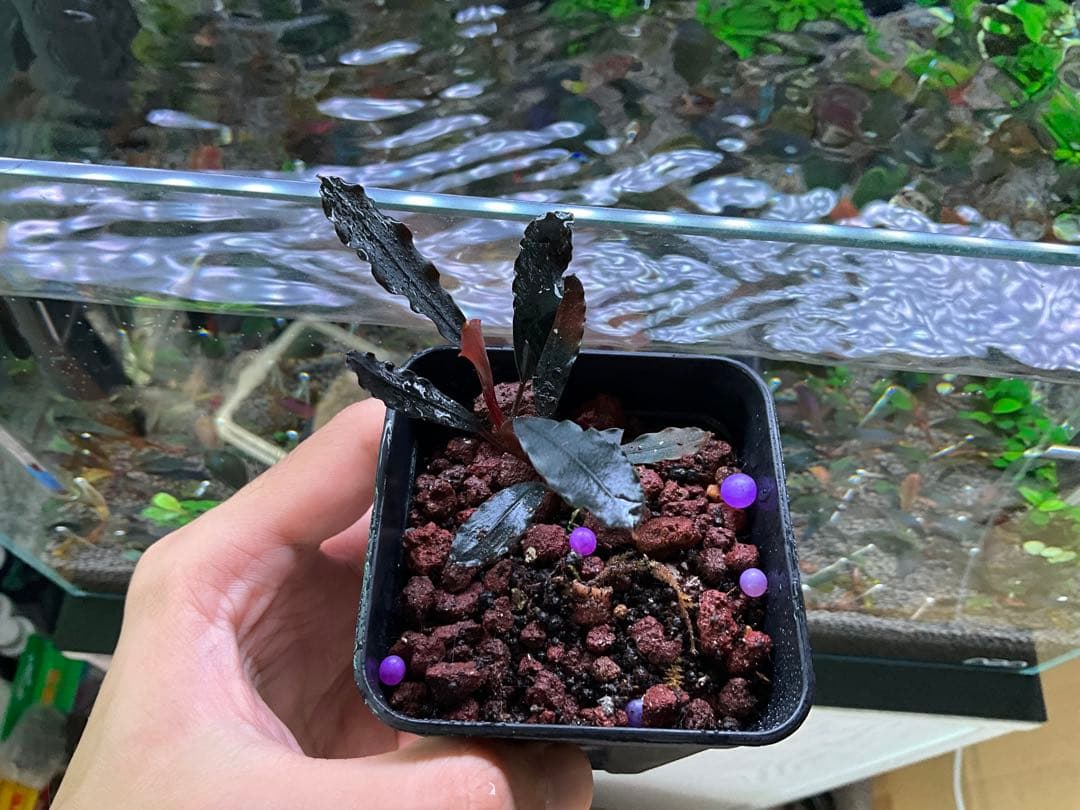 ブセファランドラ・ゴースト “ナカモト2011” 水上